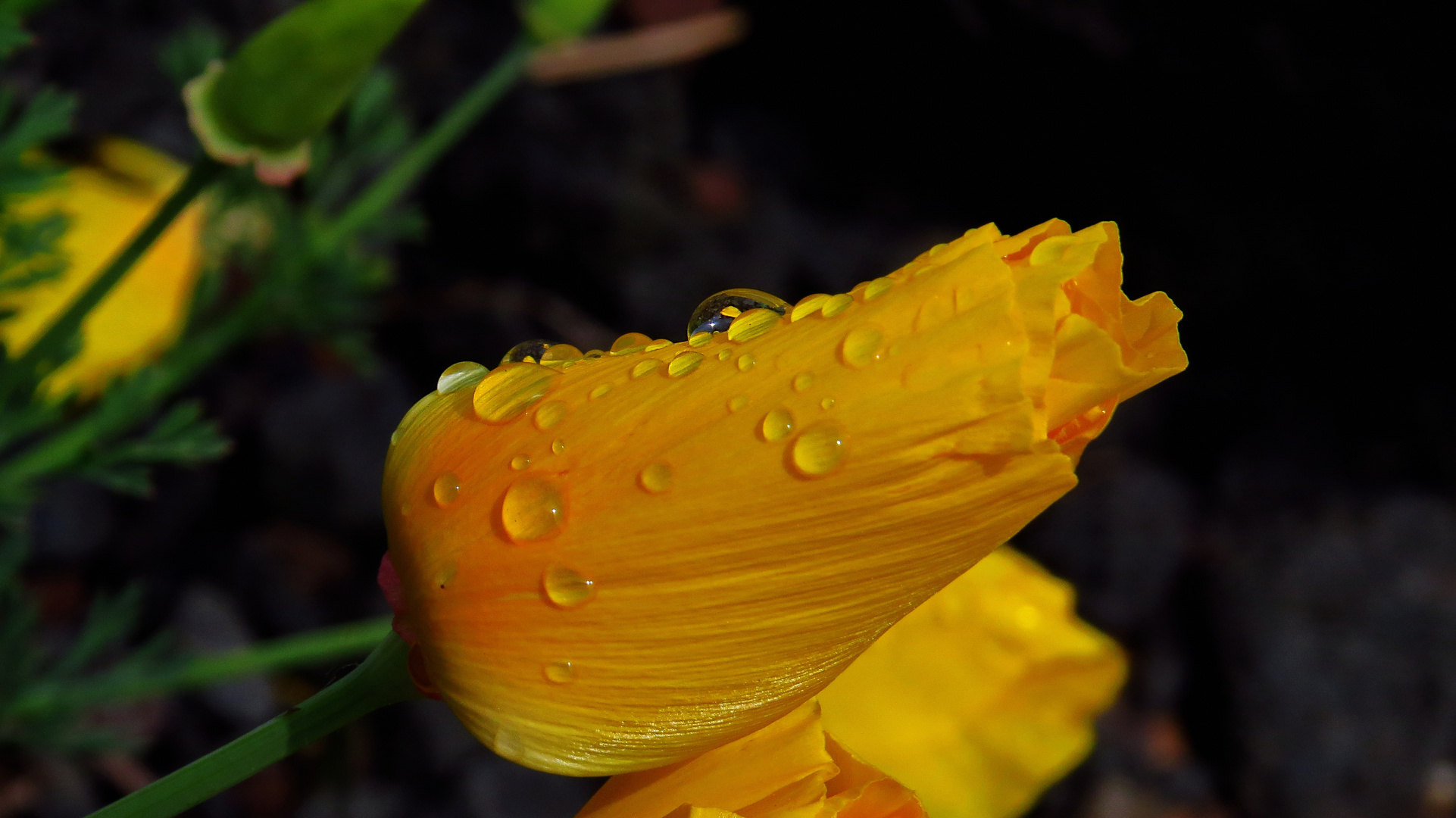 Tulpe nach dem Regen