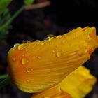 Tulpe nach dem Regen