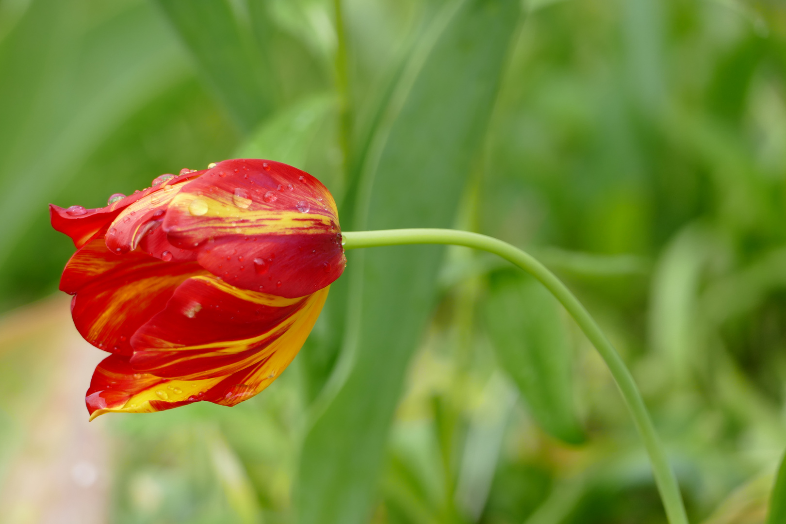 Tulpe nach dem Regen