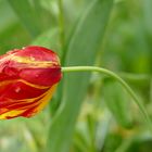 Tulpe nach dem Regen
