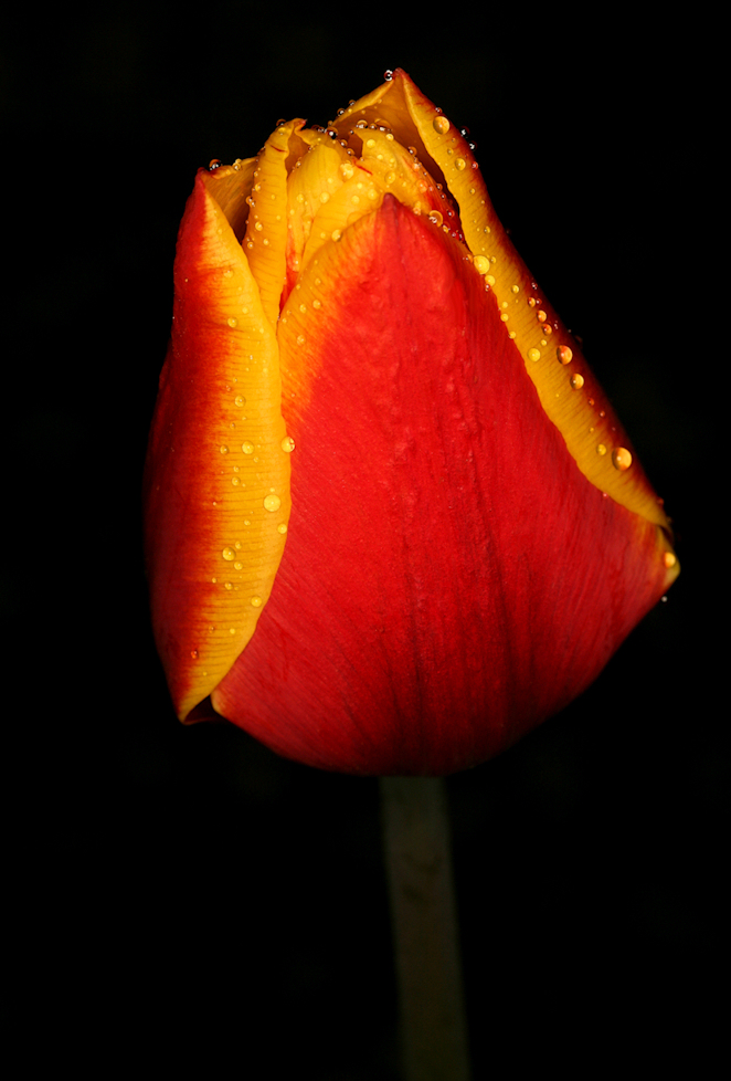 Tulpe nach dem Regen