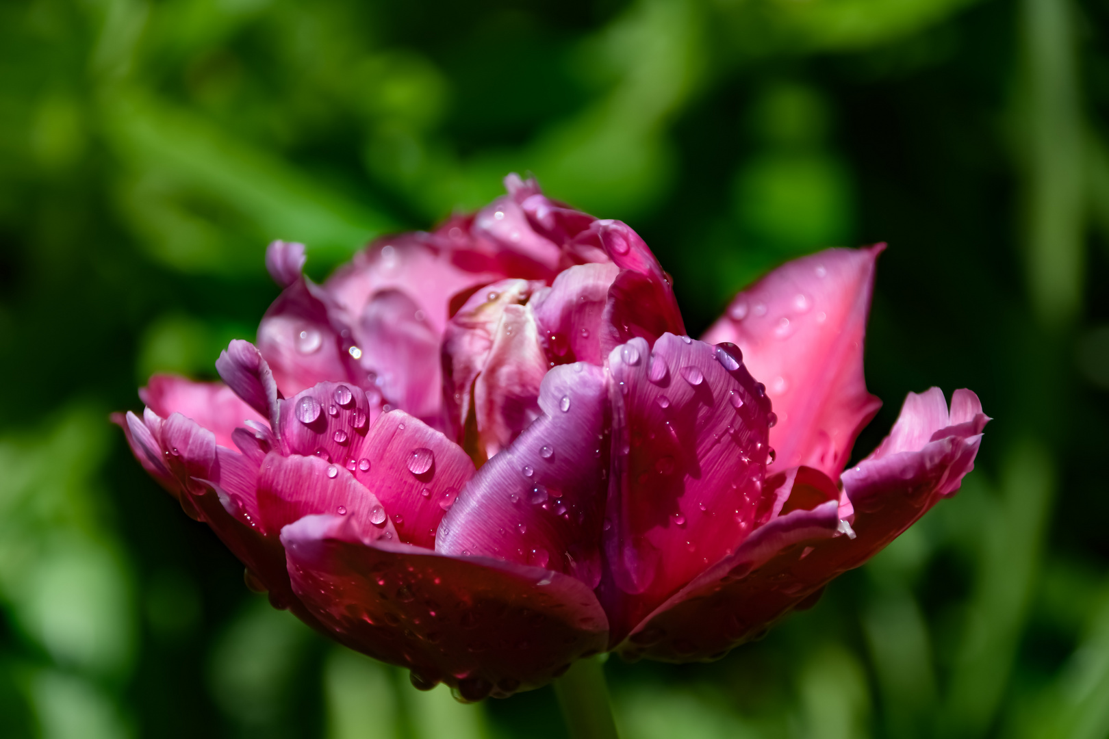 Tulpe nach dem Regen !!