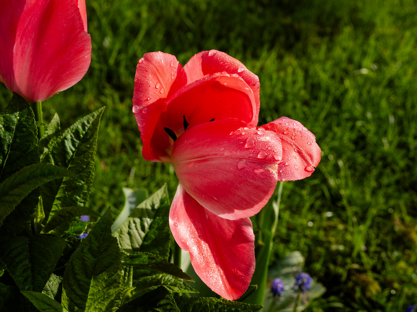 Tulpe nach dem Regen