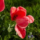 Tulpe nach dem Regen