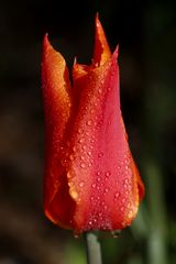 Tulpe nach dem Regen