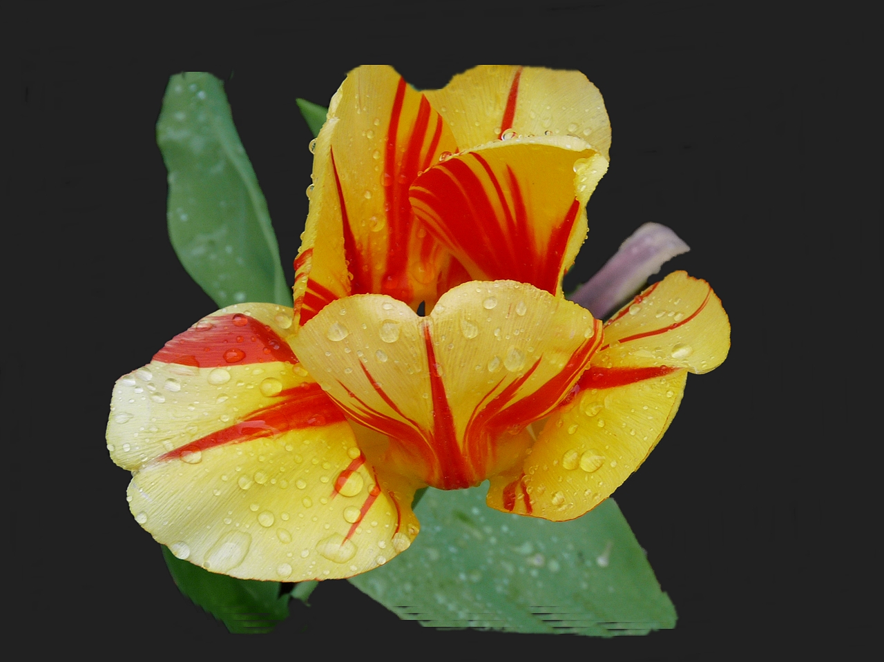 Tulpe nach dem Regen 