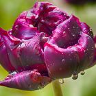 Tulpe nach dem Regen