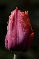 Tulpe nach dem Regen