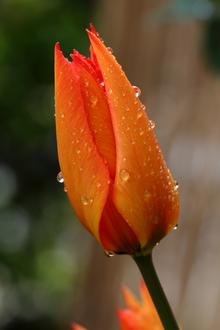 Tulpe nach dem Regen