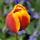 Tulpe nach dem Regen in Papenburg