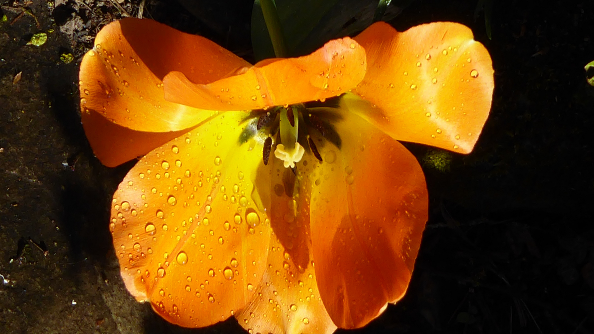 Tulpe nach den giessen