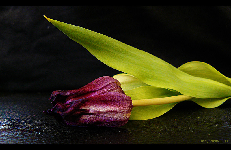 Tulpe nach drei Tagen