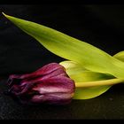 Tulpe nach drei Tagen