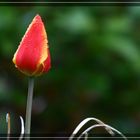 Tulpe nach einem Frühlingsschauer