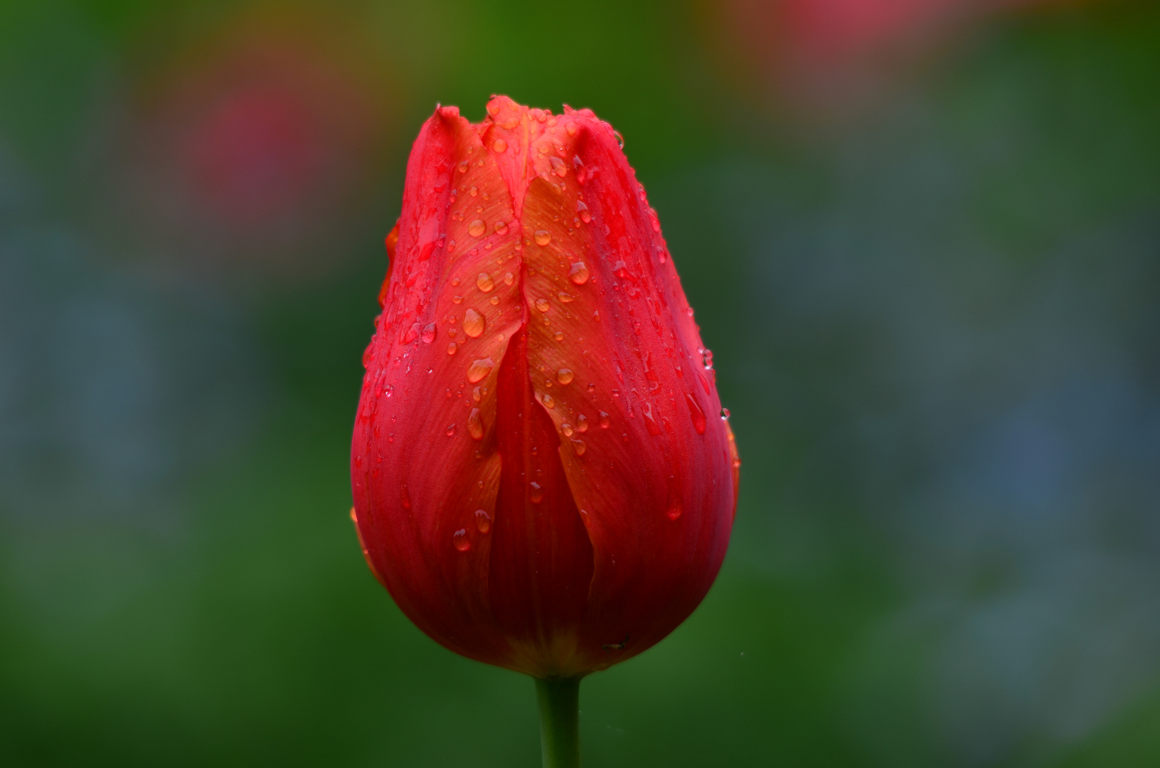 Tulpe nach einem Regenguss