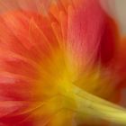 Tulpe nach Mehrfachbelichtung (Freihand)