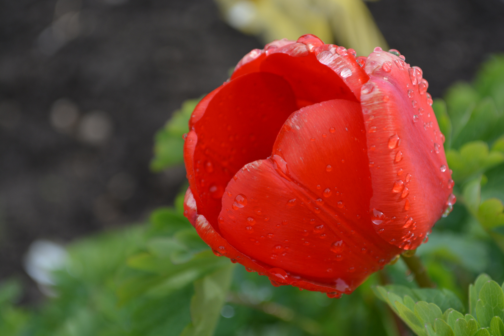 Tulpe nach Regen