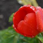 Tulpe nach Regen