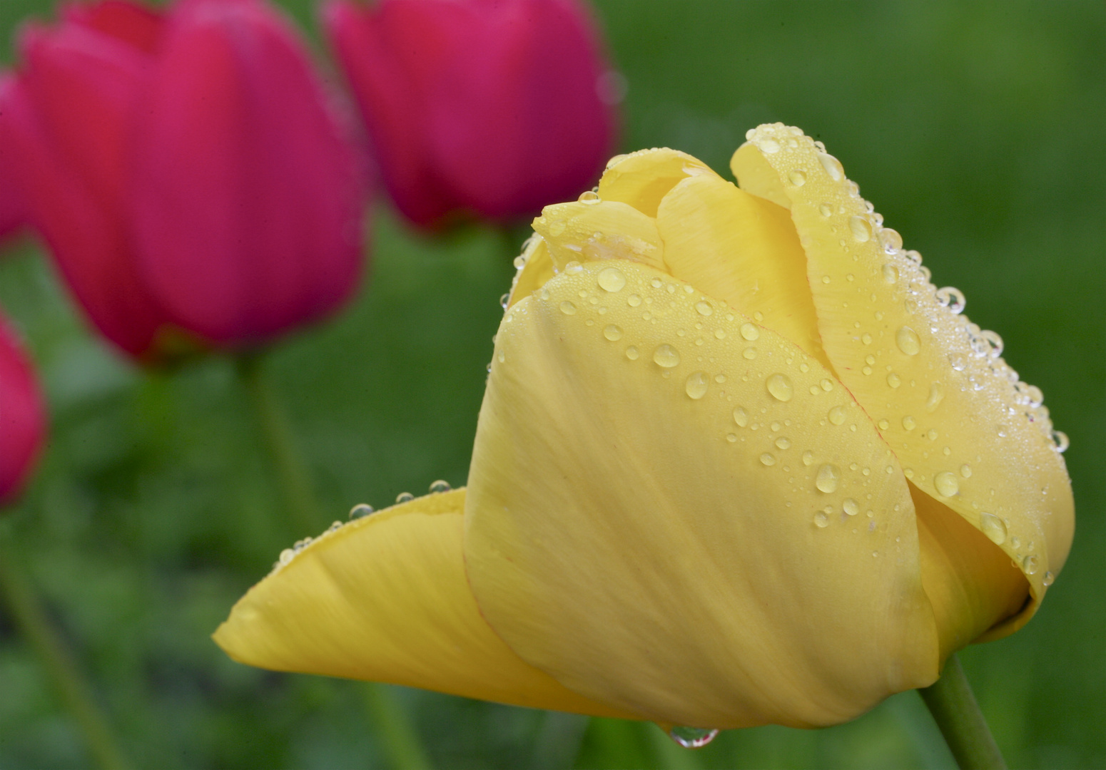 Tulpe nach Regen