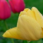 Tulpe nach Regen