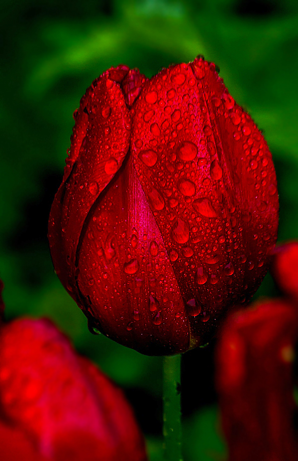 Tulpe nach Regen