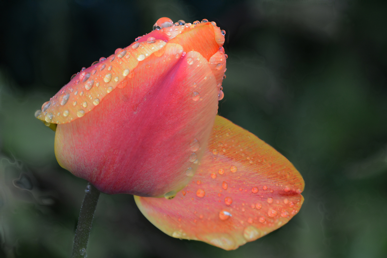 Tulpe nach Regen