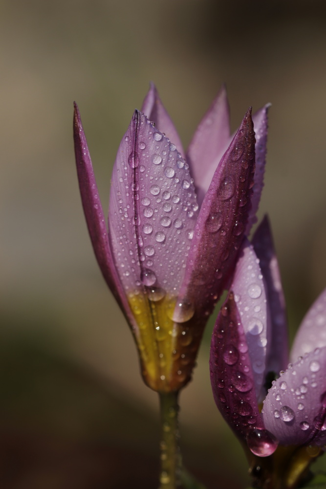 Tulpe nach Regen