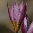 Tulpe nach Regen