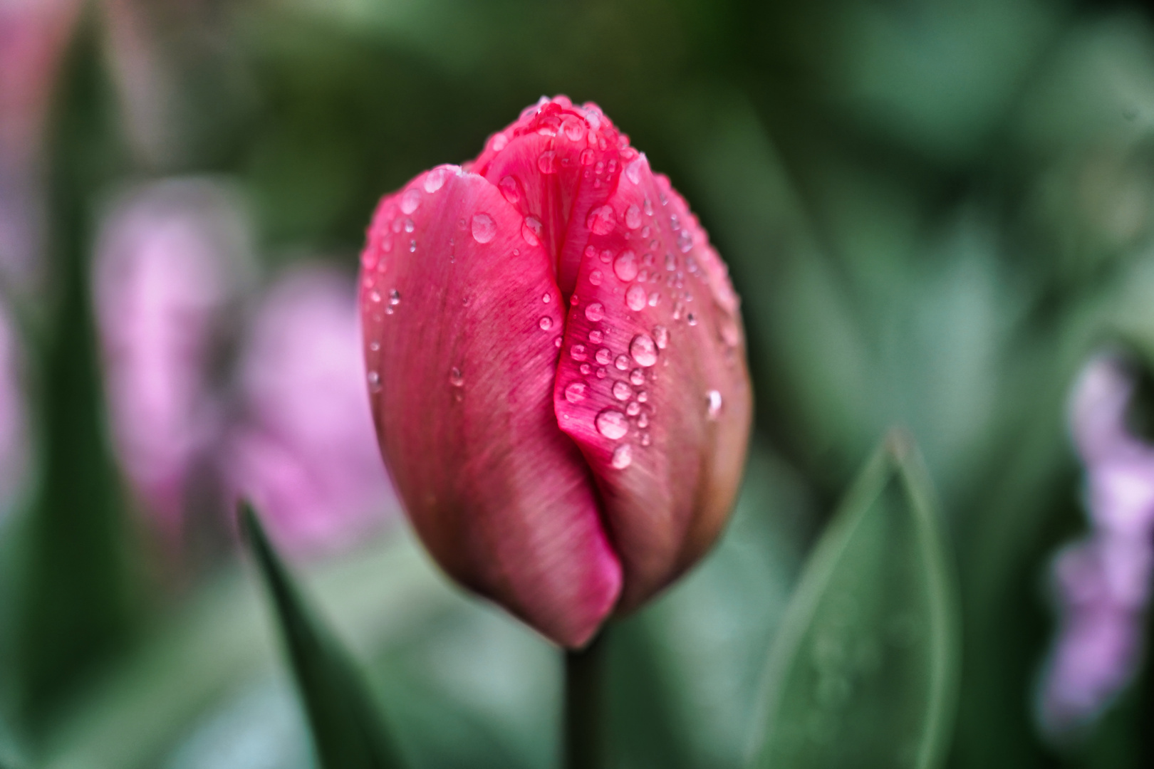 Tulpe nach Regen I