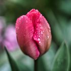 Tulpe nach Regen I