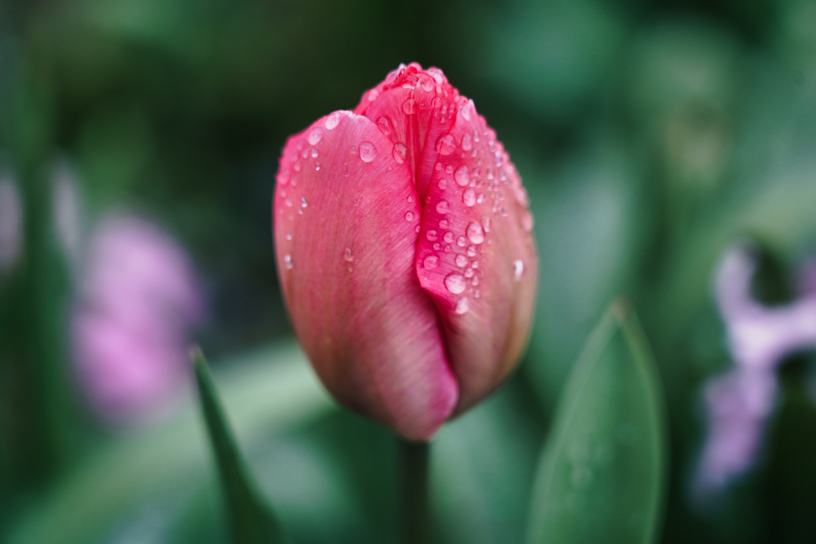 Tulpe nach Regen II