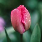 Tulpe nach Regen II