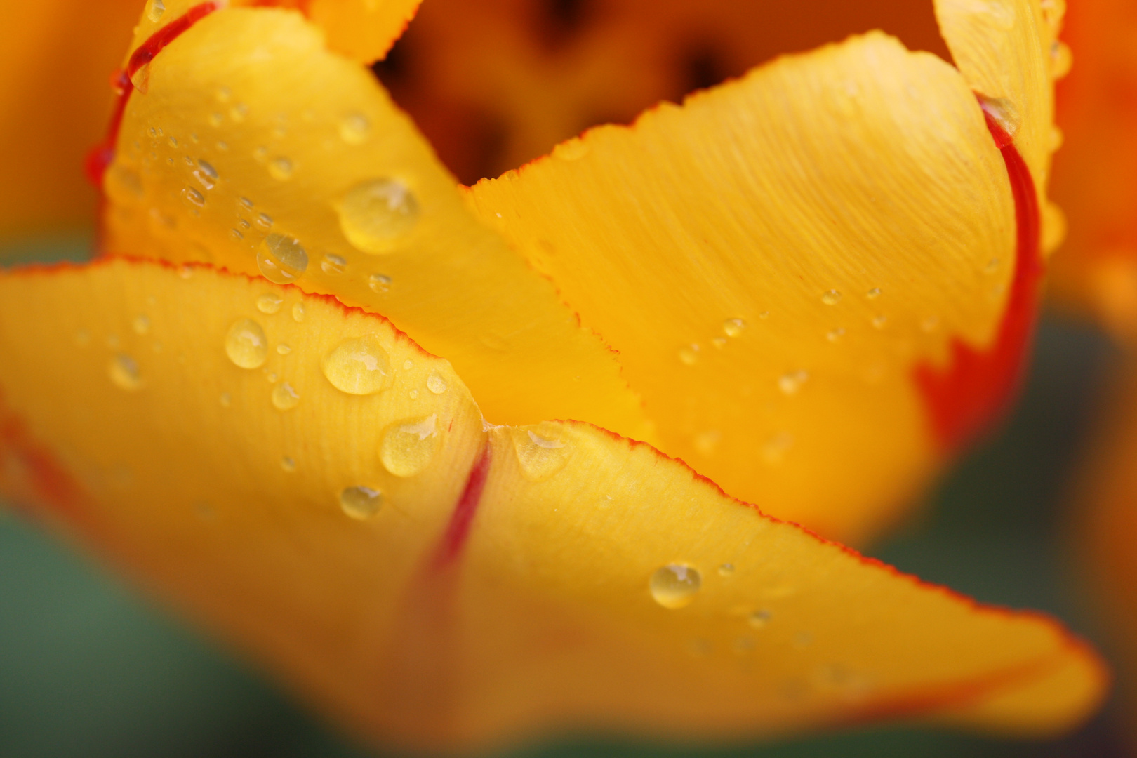  Tulpe nach Regenschauer