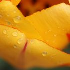  Tulpe nach Regenschauer