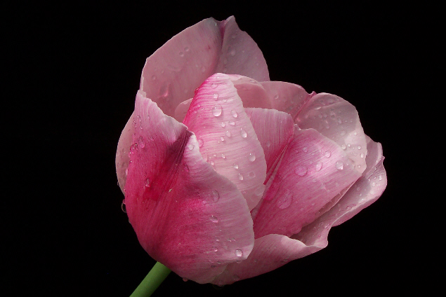 Tulpe nach Regenschauer