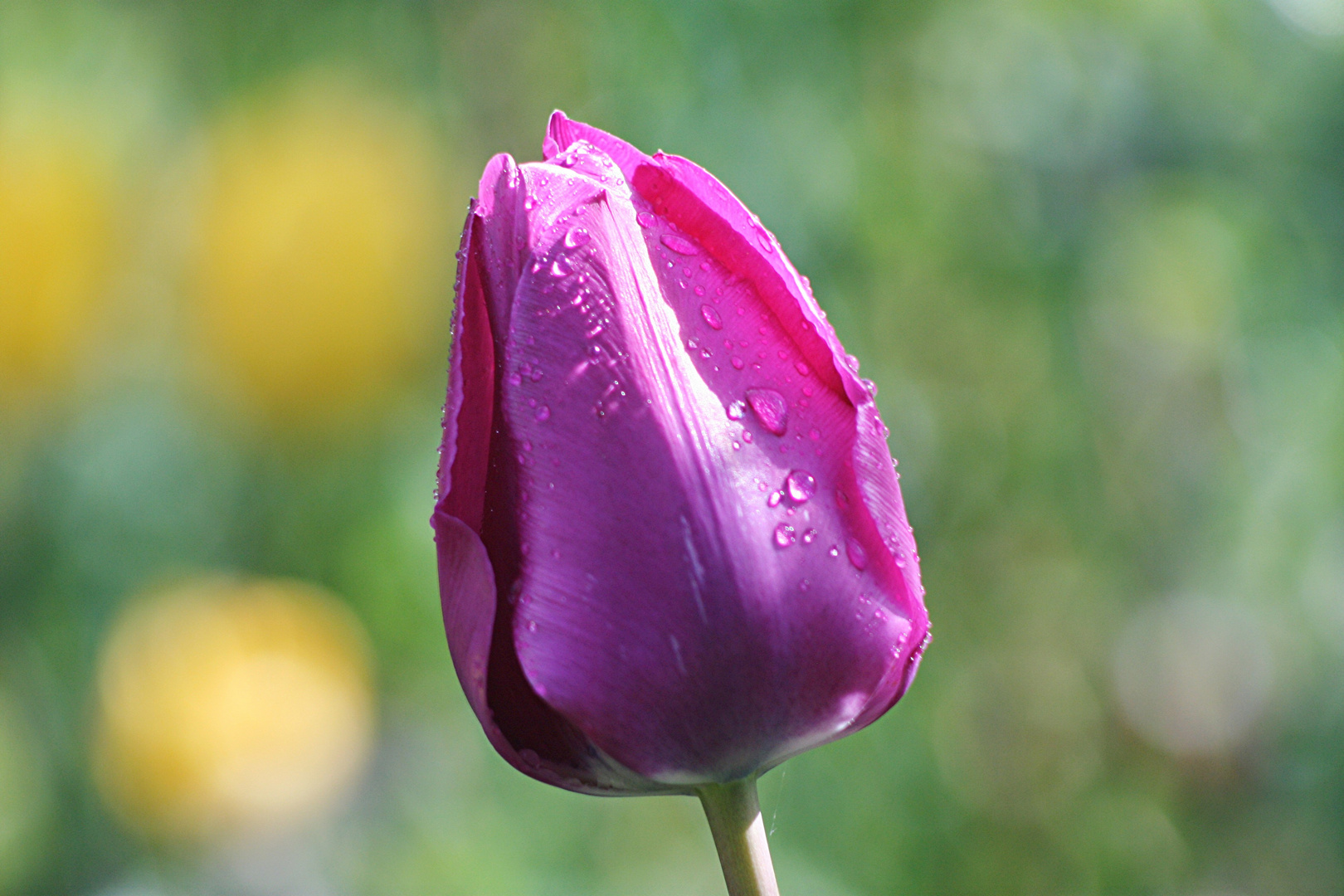 Tulpe nach Regenschauer