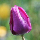 Tulpe nach Regenschauer