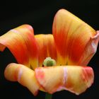 Tulpe Naturpur