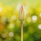 Tulpe noch geschlossen