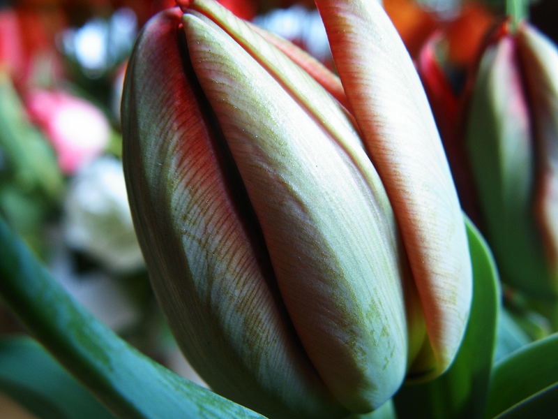 Tulpe noch grün