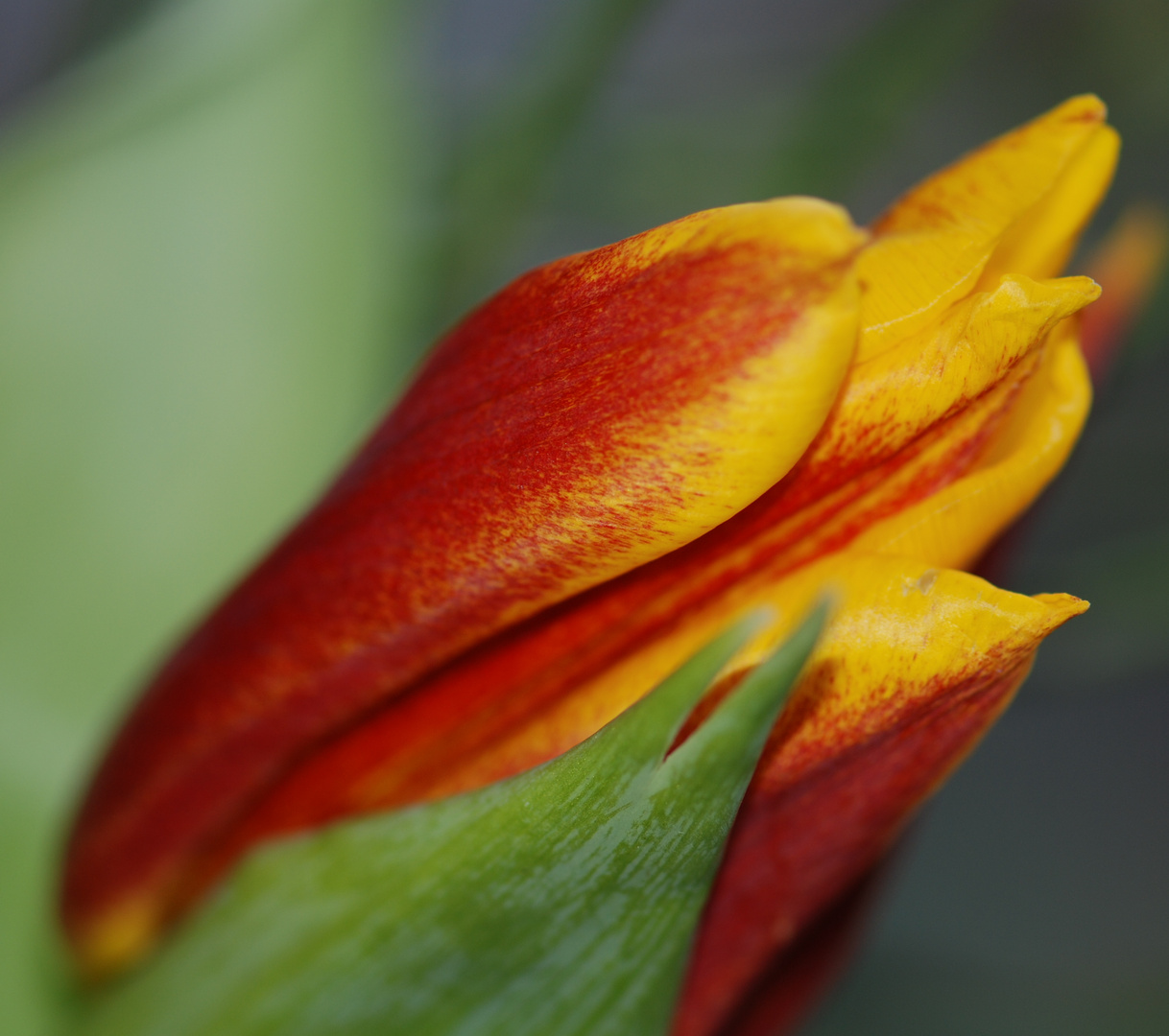 Tulpe Nr. 1 19 02 2010