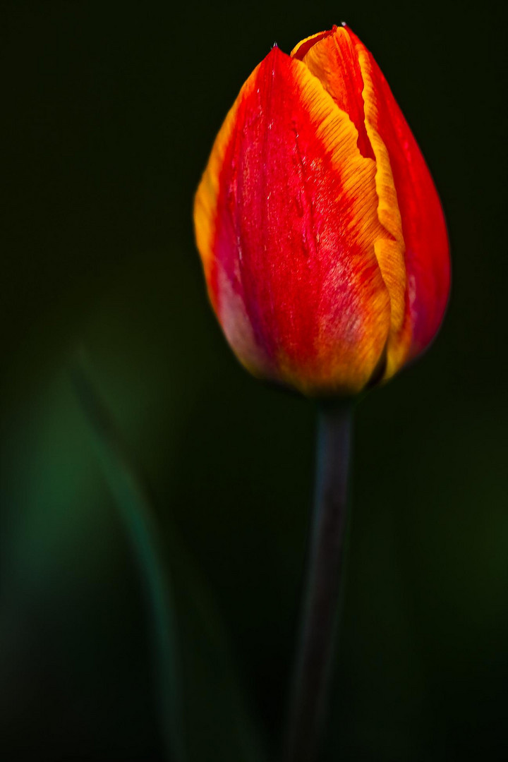 tulpe nr. 3