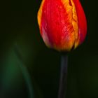 tulpe nr. 3