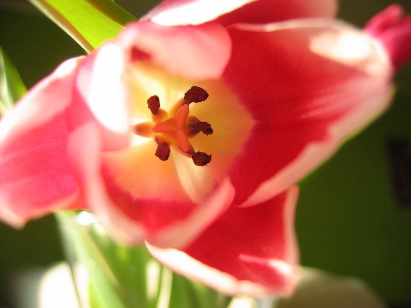 tulpe nr 4