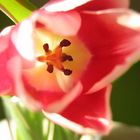 tulpe nr 4