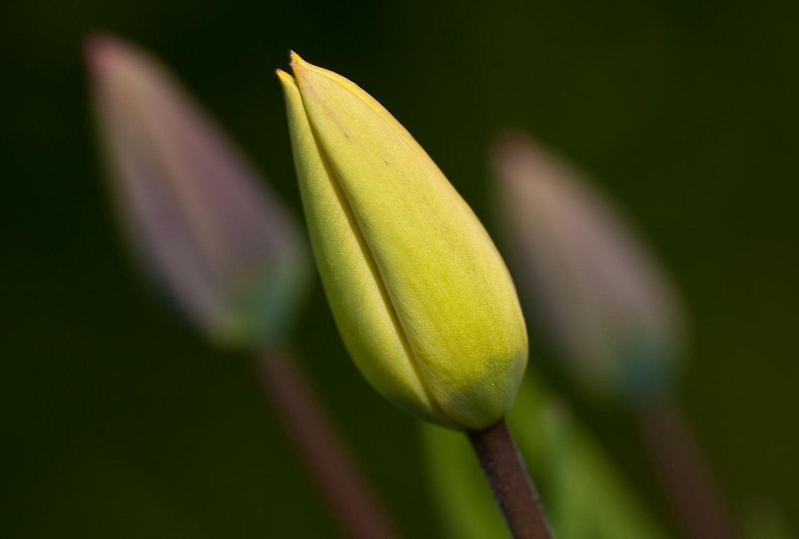 tulpe nr.1 dieses jahr