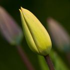 tulpe nr.1 dieses jahr