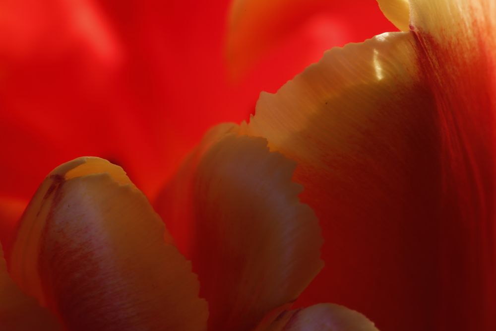 Tulpe - oder im Rausch der Farben