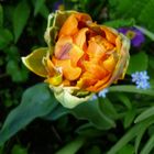 Tulpe orange