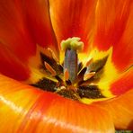 Tulpe orange